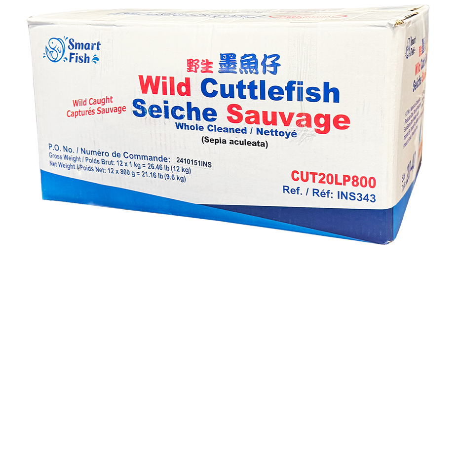 Baby Cuttlefish - Image 3
